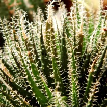Алоэ хавортиевидное (Aloe haworthioides)