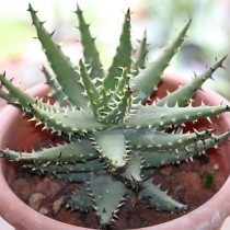 Алоэ черноколючковое (Aloe melanacantha)