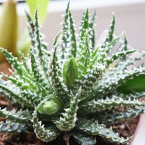 Алоэ приземистое (Aloe humilis)