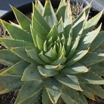 Алоэ многолистное (Aloe polyphylla)
