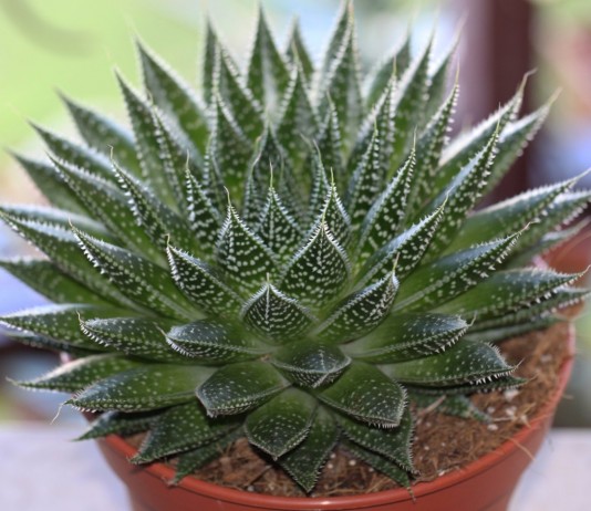 Алоэ остистое (Aloe aristata)