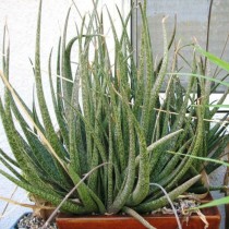Алоэ красивенькое (Aloe bellatula)