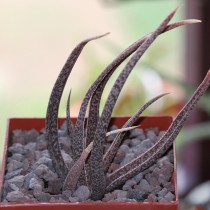 Алоэ белоцветковое (Aloe albiflora)