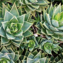 Алоэ надрезнолистное (Aloe perfoliata)