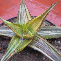 Алоэ ежовое (Aloe maculata)