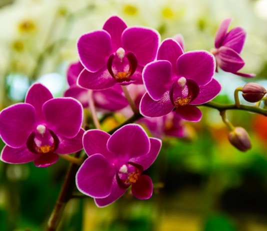 «Аминозол для орхидей» – жидкое органическое удобрение с полным комплексом аминокислот - Компания Август Орхидее необходимо обеспечить правильные условия и уход