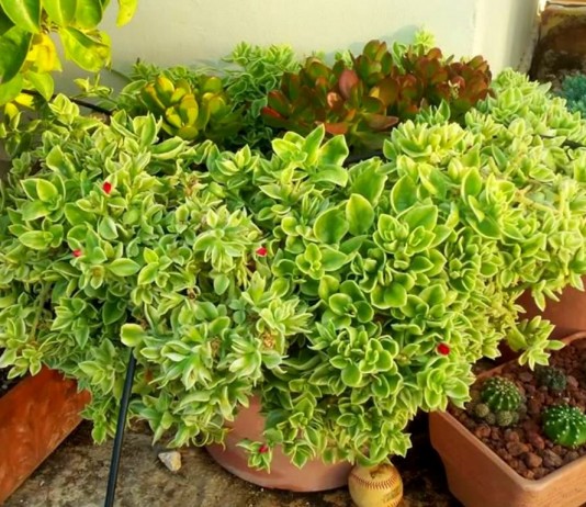 Аптения — цветущий суккулент, который растёт на глазах