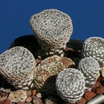 Аустроцилиндропунция булавовидная (Austrocylindropuntia clavarioides)