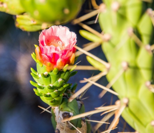 Аустроцилиндропунция — оригинальный кактус для ленивых цветоводов