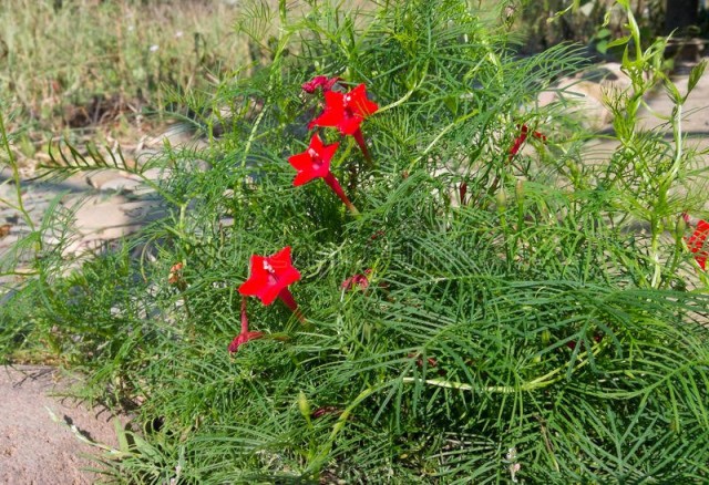 Ипомея квамоклит перистый (Ipomoea quamoclit pennata) Ипомея квамоклит перистый (Ipomoea quamoclit pennata)