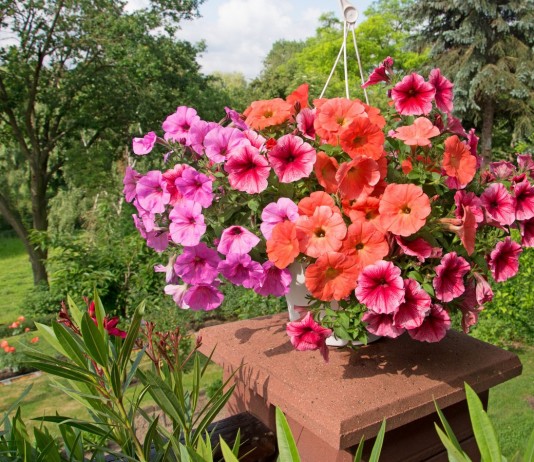 История селекции лучших сортов и гибридов петунии