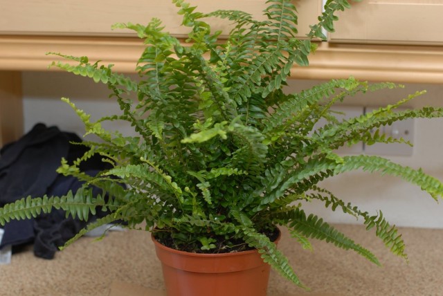 Нефролепис возвышенный (Nephrolepis exaltata)