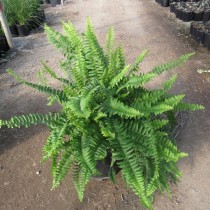 Нефролепис сердцелистный (Nephrolepis cordifolia)
