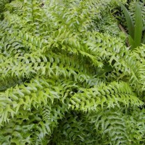 Нефролепис серповидный (Nephrolepis falcata)
