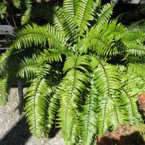 Нефролепис мечевидный (Nephrolepis biserrata)
