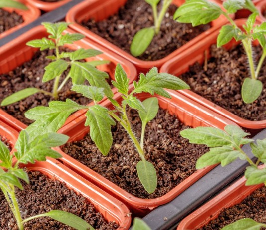 Плюсы и минусы своей рассады, или Когда рассаду лучше купить? - Цветник и ландшафт Плюсы и минусы своей рассады, или Когда рассаду лучше купить?