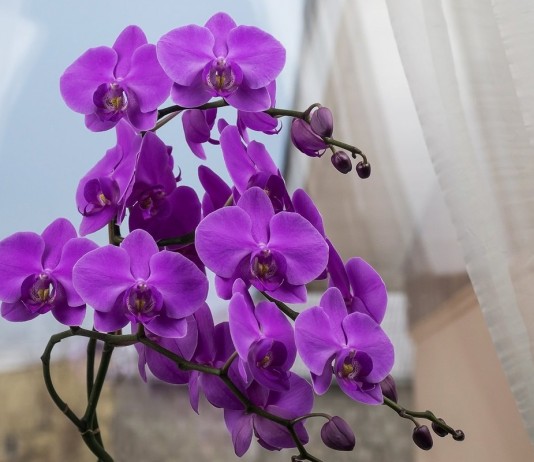 5 главных вопросов и ответов по уходу за орхидеями