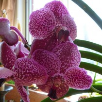 Орхидея ванда (Vanda)