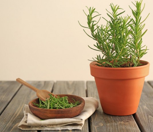 Розмарин в саду и дома — ароматная пряность без особых хлопот