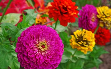 Как вырастить циннии из семян