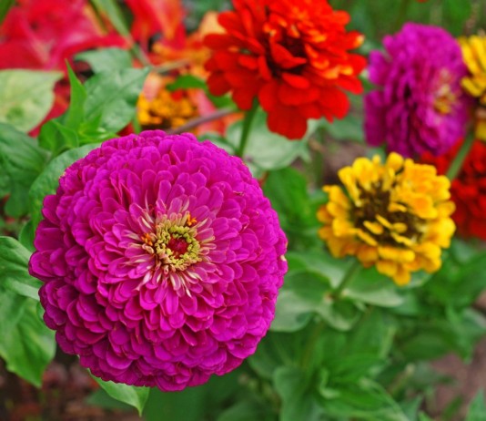 Как вырастить циннии из семян