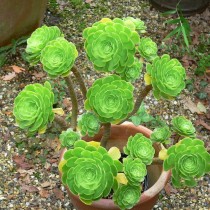 Эониум древовидный (Aeonium arboreum)