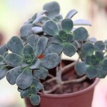 Эониум Хаворти (Aeonium haworthii)
