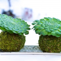 Эониум ярусный (Aeonium tabuliforme)