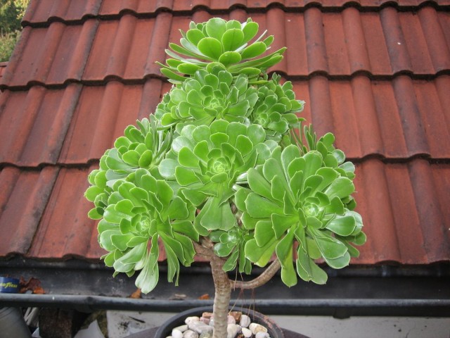 Эониум (Aeonium)