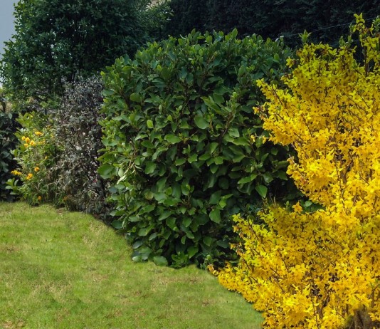 8 лучших декоративных кустарников, цветущих весной