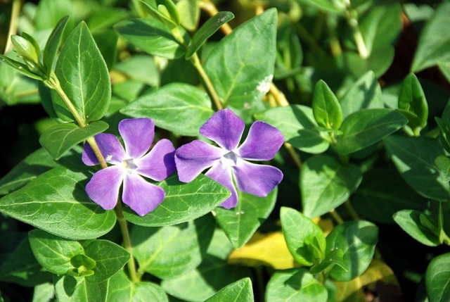 Барвинок малый (Vinca minor L.)