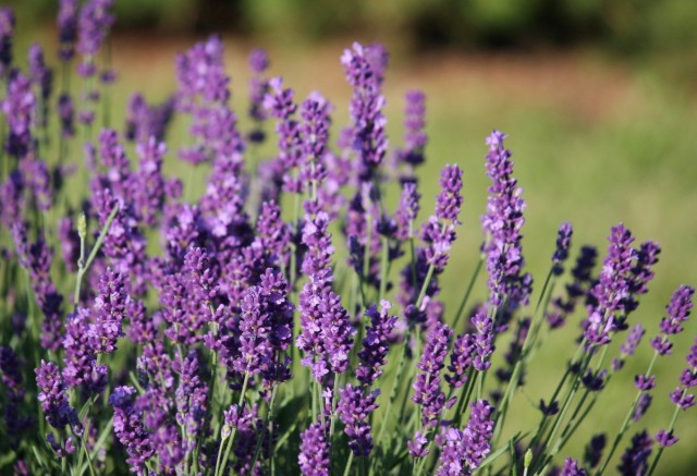 Лаванда лекарственная (Lavandula officinalis) Лаванда лекарственная (Lavandula officinalis)