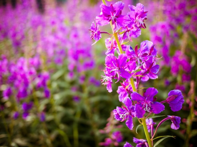 Кипрей узколистный (Chamerion angustifolium L.) Кипрей узколистный (Chamerion angustifolium L.)