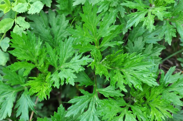 Полынь обыкновенная (Artemisia vulgaris) Полынь обыкновенная (Artemisia vulgaris)
