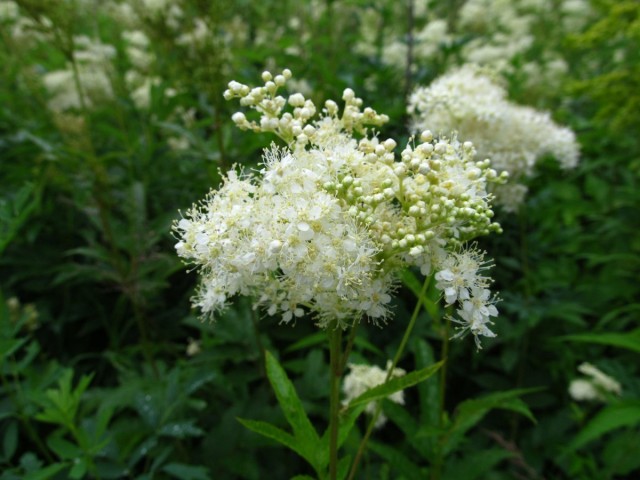Лабазник вязолистный (Filipendula ulmaria) Лабазник вязолистный (Filipendula ulmaria)
