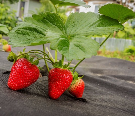 9 лучших материалов для мульчирования земляники садовой