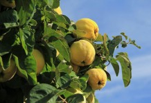 Айва — неприхотливое и красивое дерево, вкусные и полезные плоды