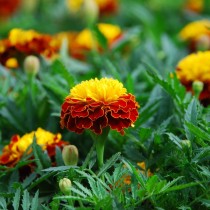 Бархатцы африканские (Tagetes erecta) Orange Flame