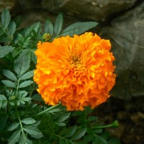 Бархатцы африканские (Tagetes erecta) Antigua