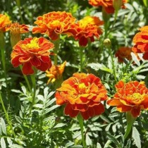 Прямостоячие бархатцы (Tagetes erecta) Gold Dollar