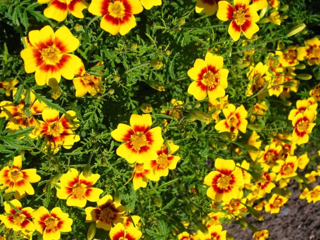 Бархатцы тонколистные (Tagetes tenuifolia)