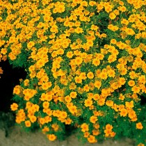 Бархатцы тонколистные (Tagetes tenuifolia) Gnom