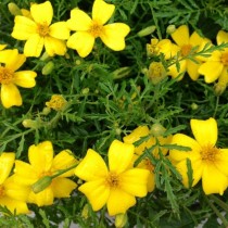 Бархатцы тонколистные (Tagetes tenuifolia) Lemon Gem