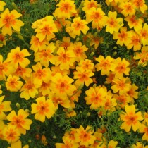 Бархатцы тонколистные (Tagetes tenuifolia) Ursula