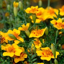 Бархатцы лучистые (Tagetes lucida)