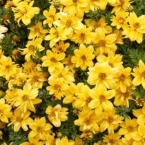 Бархатцы Леммона (Tagetes lemmonii)