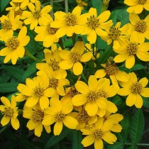 Бархатцы Нельсона (Tagetes nelsonii)