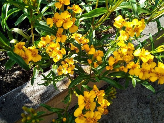 Бархатцы анисовые (Tagetes anisata) «Анисовый аромат»