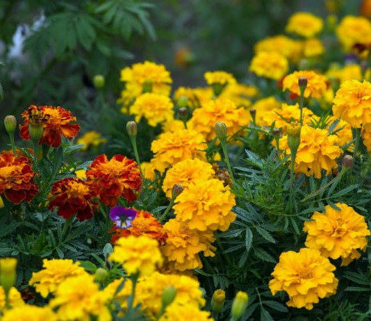 Бархатцы — самые популярные виды и сорта