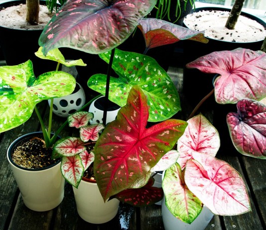 Каладиумы — неимоверно яркие и в меру капризные - Редкие и необычные Каладиумы — неимоверно яркие и в меру капризные